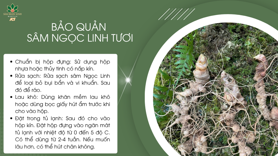 Cách bảo quản sâm Ngọc Linh tươi có thể bạn chưa biết.
