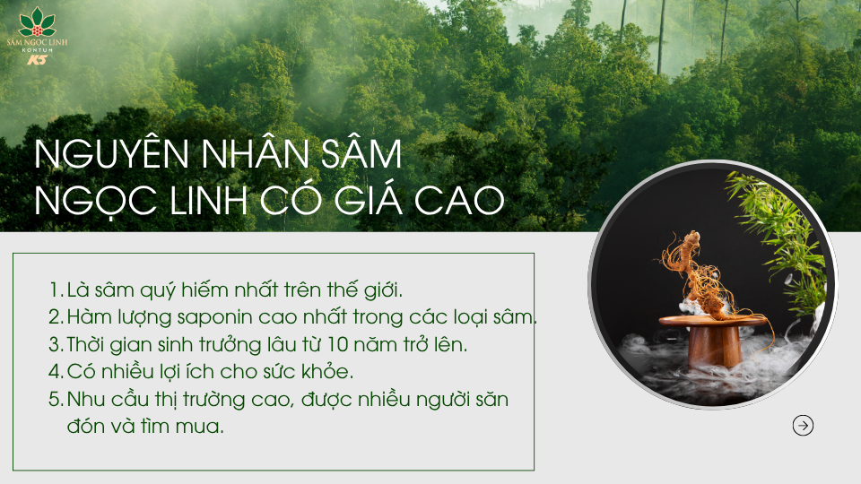Nguyên nhân khiến cho giá sâm Ngọc Linh cao.