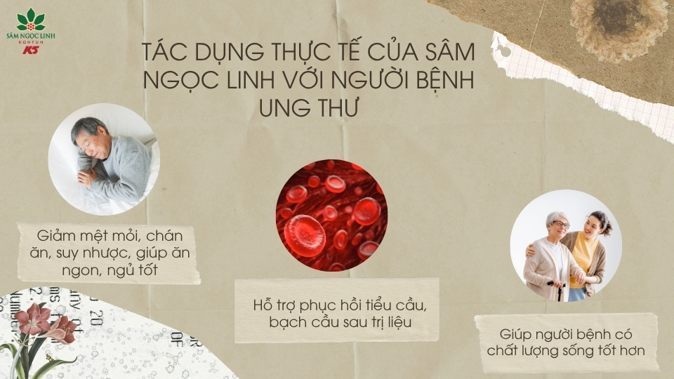 Những tác dụng thực tế của sâm Ngọc Linh với người bệnh ung thư.