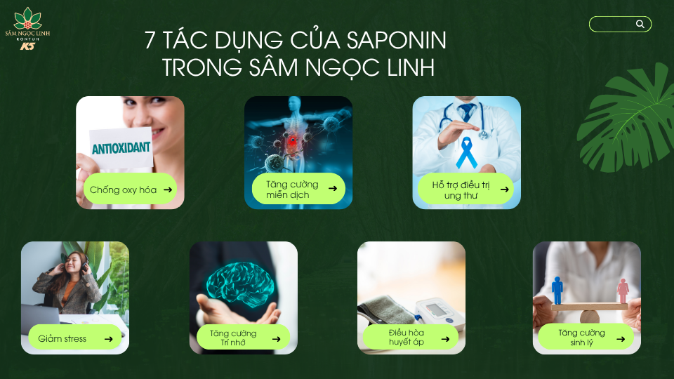 7 tác dụng của saponin trong sâm Ngọc Linh.
