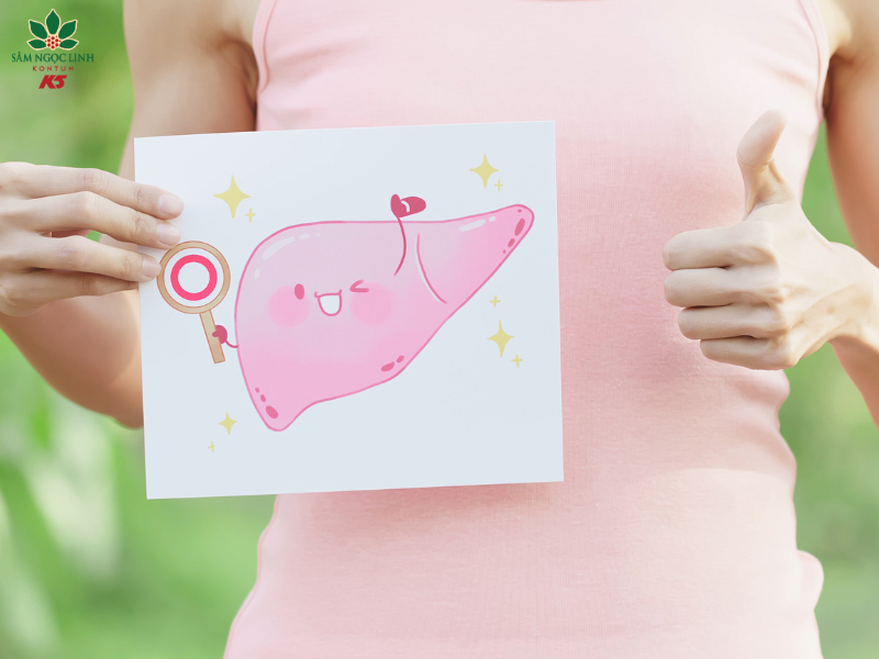 Trà Sâm Ngọc Linh rất tốt cho gan và hỗ trợ điều trị bệnh lý về gan.