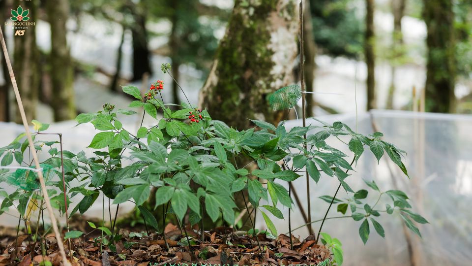 Môt số hình ảnh về vườn sâm K5.
