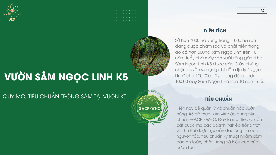 Quy mô và tiêu chuẩn của vườn sâm Ngọc Linh K5.