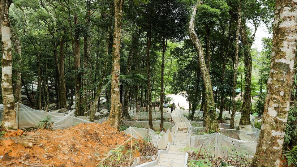 Môt số hình ảnh về vườn sâm K5.
